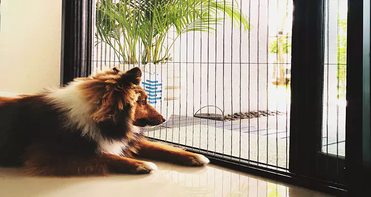 Sliding Screen Pet Door Repair in Lynn Haven, FL