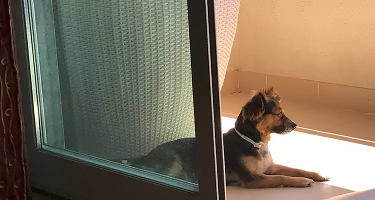 French Door Pet Screen Repair in Lynn Haven, FL